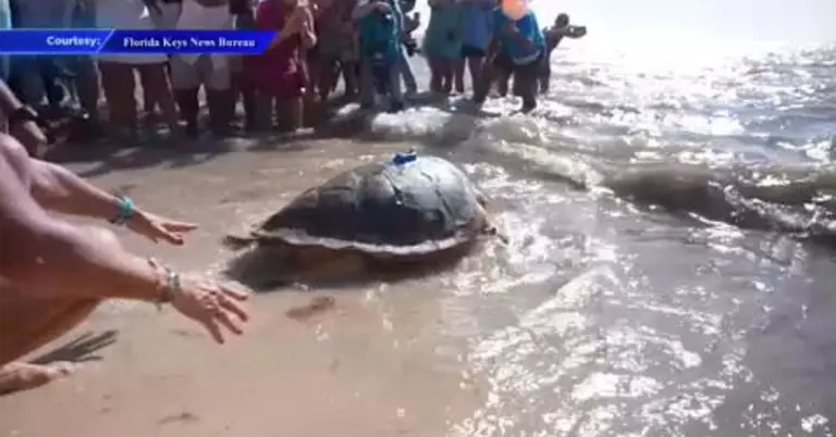 সেলিব্রিটি কচ্ছপ মলি